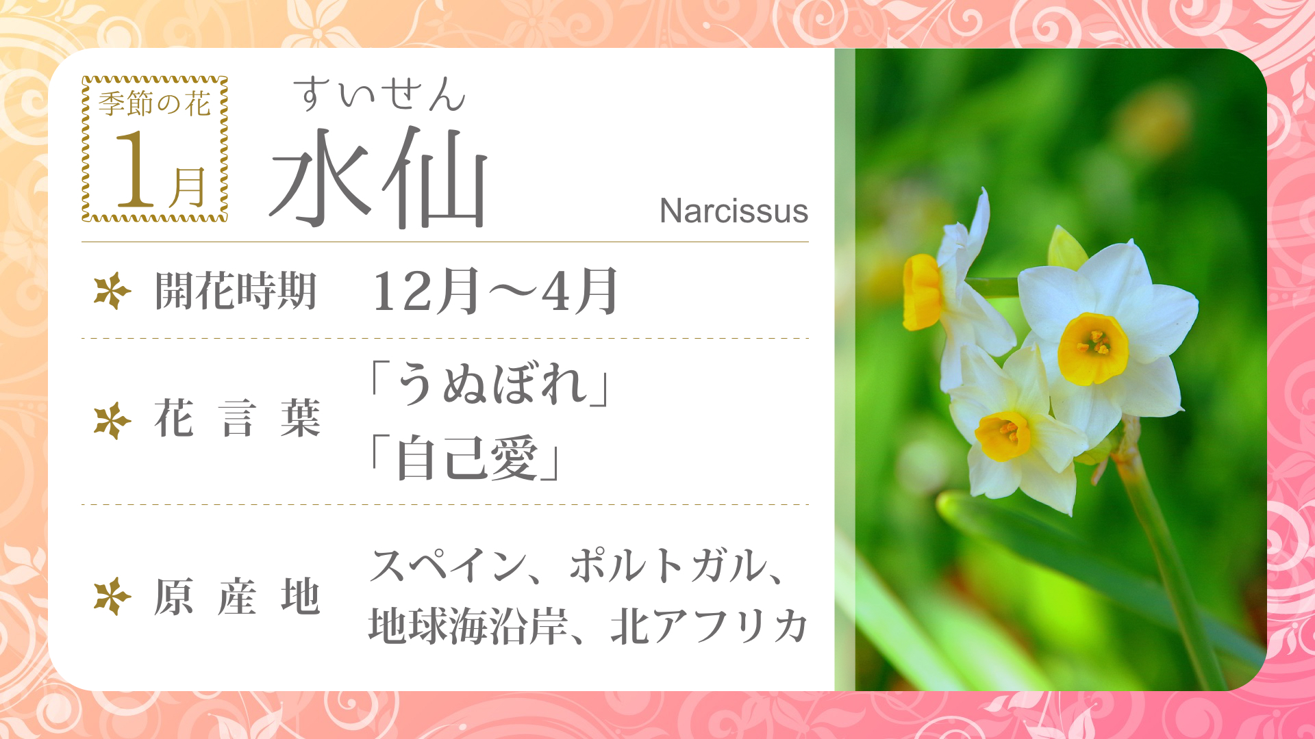 Nh Flower01 季節の花 1月 デジタルサイネージ配信コンテンツ