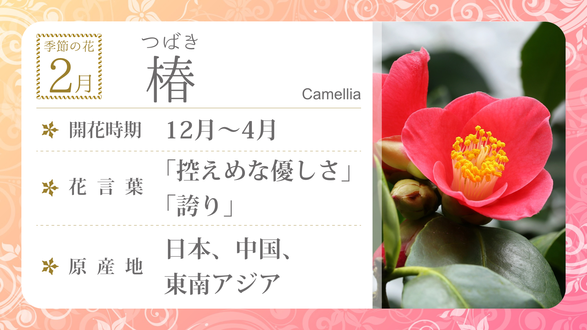 Nh Flower02 季節の花 2月 デジタルサイネージ配信コンテンツ